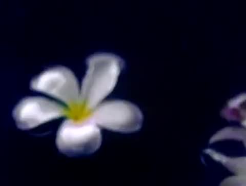 ภาพตัวอย่าง fdd96 The Peach Band -
